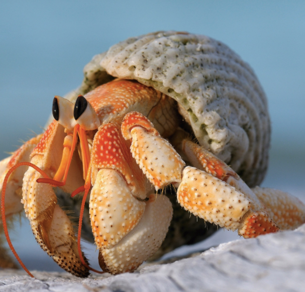 Hermit crab